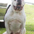 Amerikaanse Bulldog