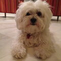 Bichon Frise