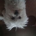 Bichon Frise
