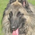 Tervuerense Herder