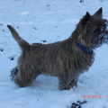 Cairn Terrier