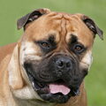 Bullmastiff