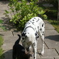 Dalmatische hond