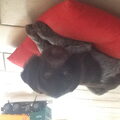 Duitse Staande Hond, Draadhaar