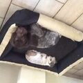 Duitse Staande Hond, Draadhaar