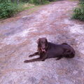 Flatcoated Retriever