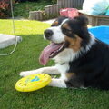 Border Collie