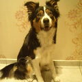 Border Collie