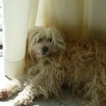 Tibetaanse Terrier