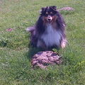 Sheltie