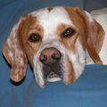 Engelse Pointer