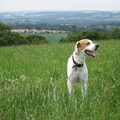 Engelse Pointer