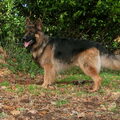 Oud Duitse Herdershond