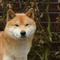 Shiba