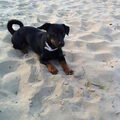 Jack Russell Terrier