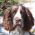 Engelse Springer Spaniel