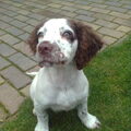 Engelse Springer Spaniel