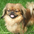 Pekingees