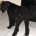 Bouvier des Flandres