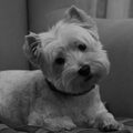 West Highland White Terrier