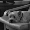 West Highland White Terrier