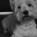 West Highland White Terrier
