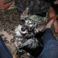 Chihuahua, langhaar