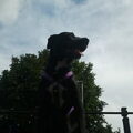 American Staffordshire Terrier