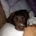Engelse Springer Spaniel