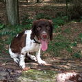 Engelse Springer Spaniel