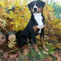 Appenzeller Sennenhond