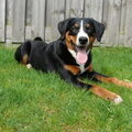 Appenzeller Sennenhond