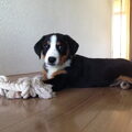 Appenzeller Sennenhond