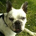 Franse Bulldog