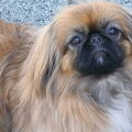 Pekingees