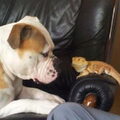 Amerikaanse Bulldog
