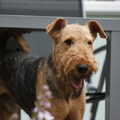 Airedale Terrier