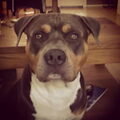 American Staffordshire Terrier