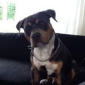 American Staffordshire Terrier