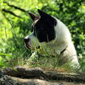 American Akita