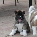 American Akita