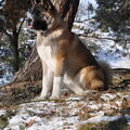 American Akita