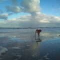 Mickey boxerteef, 12, uitwaaien op het strand.