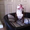 Old English Bulldog