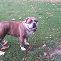 Old English Bulldog