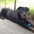 Beauceron