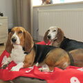 Basset Artesien Normand