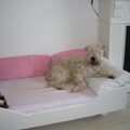 Irish Softcoated Wheaten Terriër