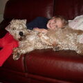 Irish Softcoated Wheaten Terriër