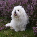 Coton de Tulear